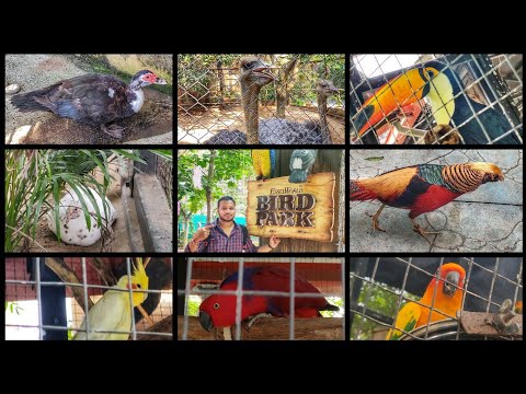 download lagu mp3 mp4 How To Reach Bird Park Essel World, download lagu How To Reach Bird Park Essel World gratis, unduh video klip How To Reach Bird Park Essel World