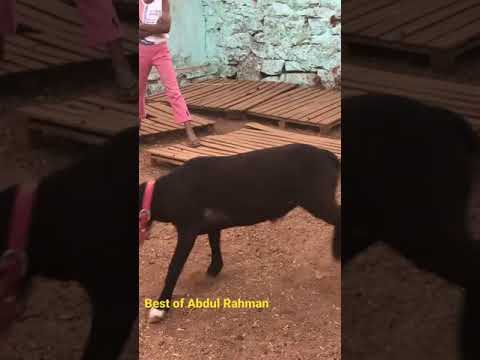 Best of Abdul Rahman - The Crazy Sheep