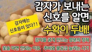 감자에는 신호등이 있다?! 감자가 보내는 신호를 알면 수확이 두배!