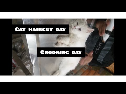 Cat haircut..dayToday we went to get our cat's hair cut