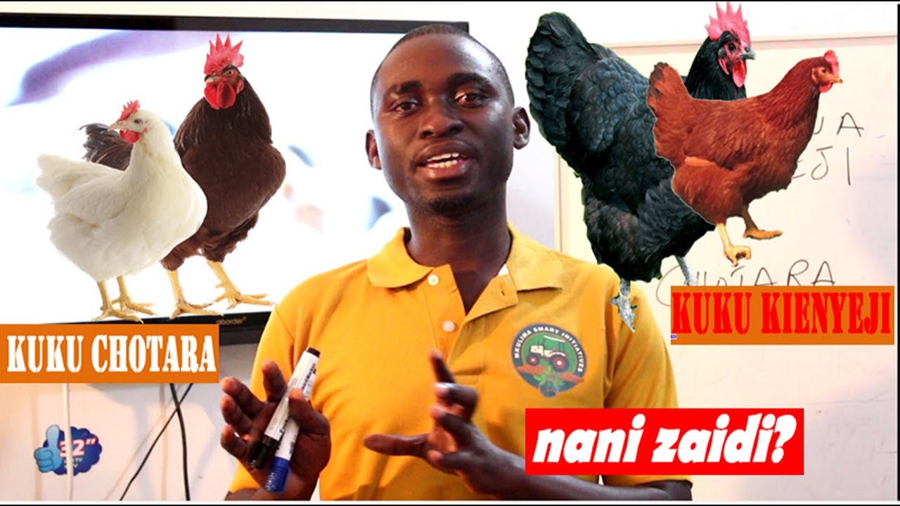 UFUGAJI WA KUKU:Je ufugaji wa kuku chotara na kuku wa kienyeji nani mwenye faida