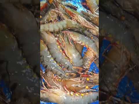 shrimp farming (jinga farming)#seafoodfishing #cooking #farming