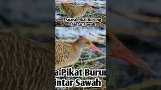 Download lagu suara pikat burung sintar sawah mp3