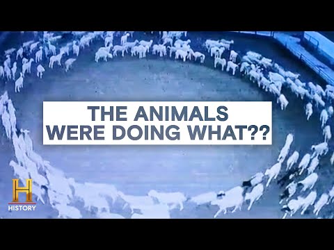 Wildlife Behavior: Unraveling the Complexities | Community Health