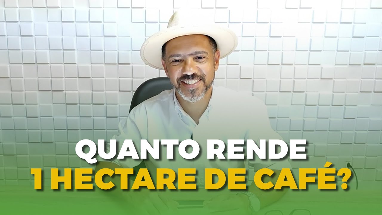 Quanto pode render um hectare de café? Produção e lucro explicados
