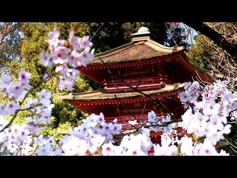 Zen Garden - Cherry Blossoms, Mindfulness, Relaxation & Meditation - 50 minutes