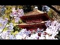 Zen Garden - Cherry Blossoms, Mindfulness, Relaxation & Meditation - 50 minutes