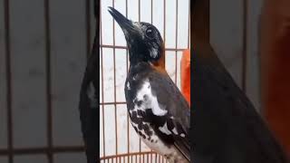 Download lagu Anis Macan vs Anis Kembang mp3 Download lagu Anis Macan vs Anis Kembang mp3