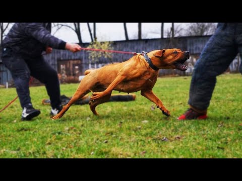 THE TOSA INU - 'WOLF DESTROYER' - The Japanese Fighting Dog