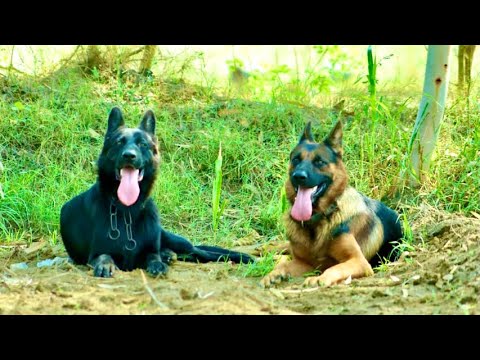 SHAYA FEED BABAY (BULIT&KOKO) ڈوگ