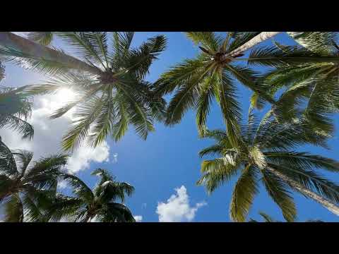 Caribbean Palm Trees in Sunlight Looking Upwards Stock Footage #108A