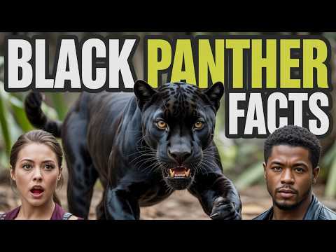 10 Insane Facts About Black Panthers! #blackpanther