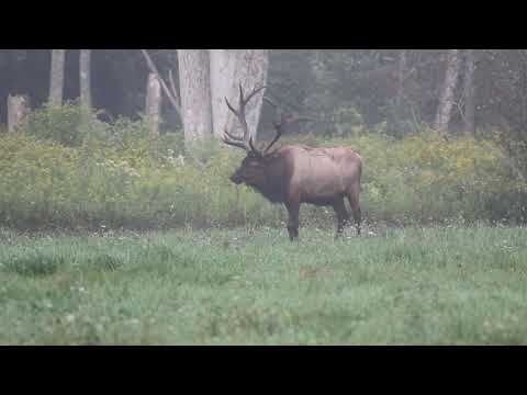 A Bull Elk Marking its Territory and Finishes with a Bugle