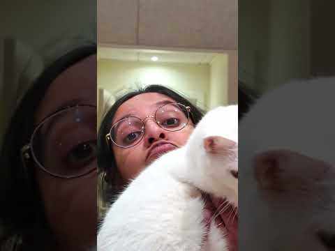 Hvor kloge er vores katte? 😸