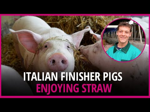 Farm visit: North Italian farmer keeps finisher pigs on straw