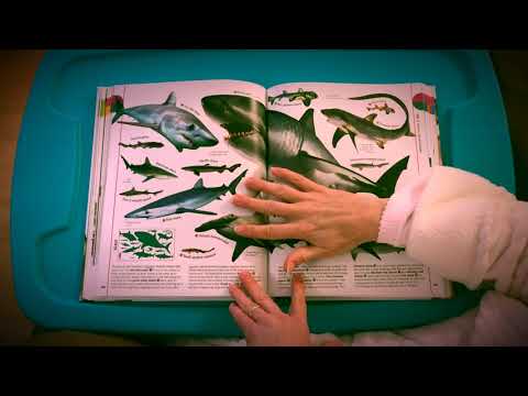 DK Smithsonian - The Animal Book - Review