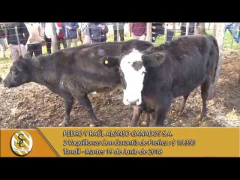 19-06-18 Venta de Vientres - Pedro y Raul Alonso Ganados S.A. - Tandil