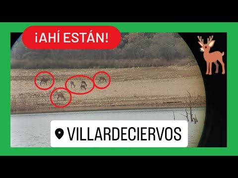 🦌 CIERVOS en la SIERRA DE LA CULEBRA 📌 Villardeciervos, Zamora al final de la berrea. [RUTA GUIADA]