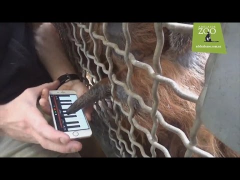 Endangered Ape Crossword Clue
