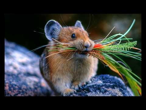 Ljudske pripovedke - Miška je šla k čevljarju