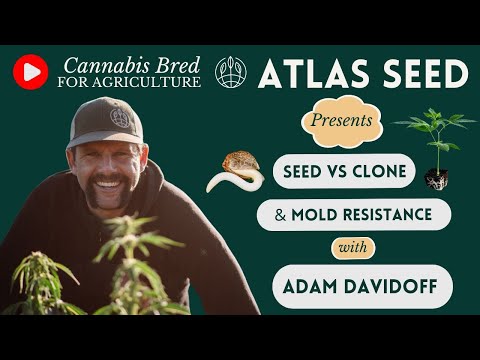 Clones vs Seed for Mold Resistance - Resistance Cannabis Breeding Process --  22'