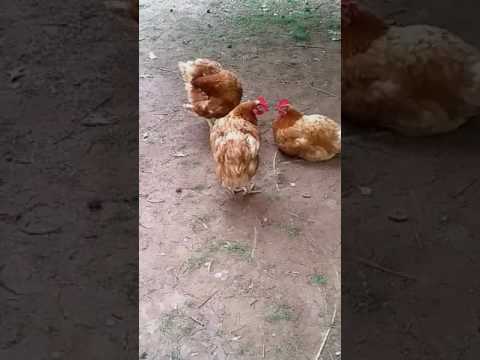 Spa Day for the ISA Brown