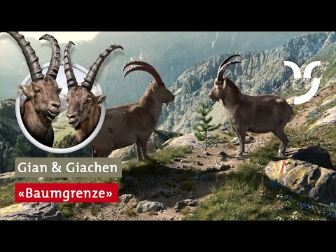 Steinbock-Spot Baumgrenze mit Gian und Giachen