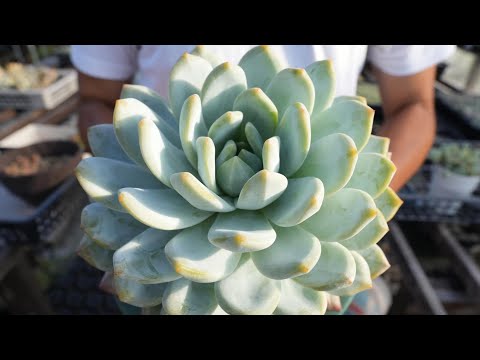 カイザーリンデ 植物