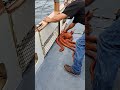 Giant Pacific Octopus