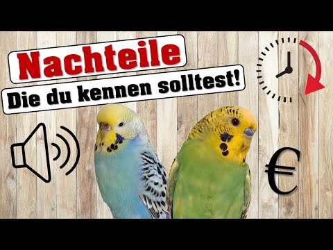 4 DISADVANTAGES OF BUDGIRL!