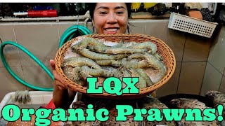 LQX (林青虾) Organic Prawns are back!!! (5 Aug 2025 Tues)