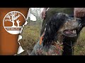 Capercaillie Hunting Norway Free Download Youtube Audio Mp3 and Mp4