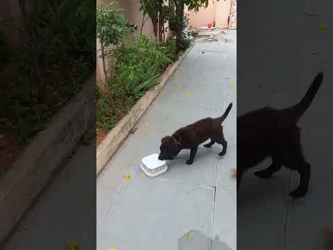 playing with my 🦁 lio dog 🐕