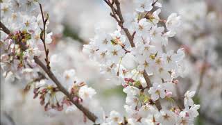 (Orange Marmalade It's Gonna Be Alright)