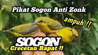 Download lagu Suara pikat sogon anti zonk‼️crecetan rapat memanggil kawan sangat ampuh‼️ mp3