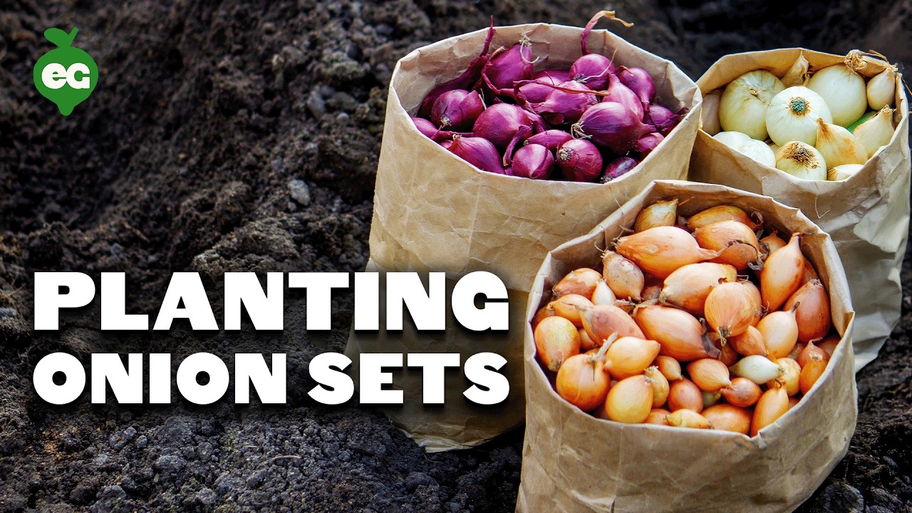 Planting Onion Sets: What to Watch Out For