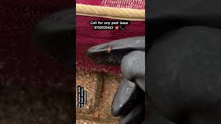 Download lagu Khatmal ka Permanent Ilaj | 100% Bed Bugs Removal | Pest Control Delhi mp3