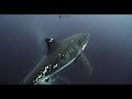 Great White Shark Neptune Islands South Australia 4K