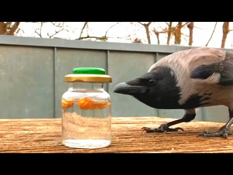 This Crow Knows How to Solve Daily Puzzles to Get Food