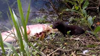 preview picture of video 'Mink eating Salmon on the River Boyne'