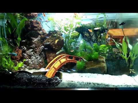 Aquascape Indonesia Lebih Kreatif