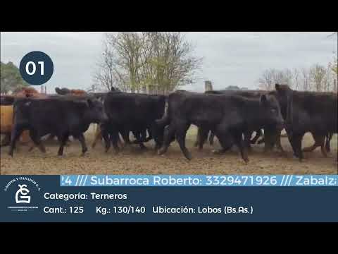 Lote Machos - Lobos Bs As