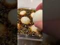 They Call This Drug Eggs In Korea Because These Are So Addictive Day 10 Of Korean Food