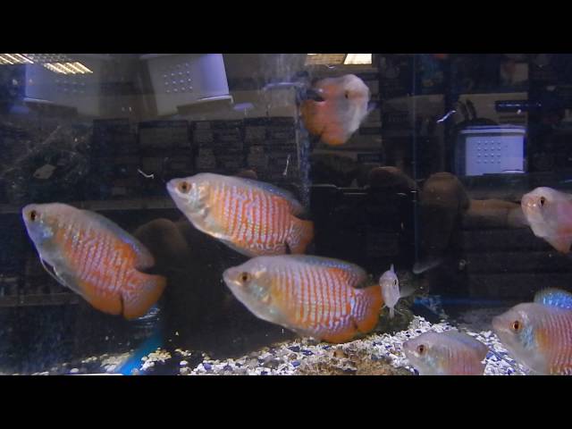 New Freshwater Tropical Fish Community Aquarium fish freshwater, aquarium shop, Colisa lalia