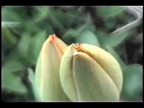 Thumbnail for "Lullaby"  written by Sean kelly