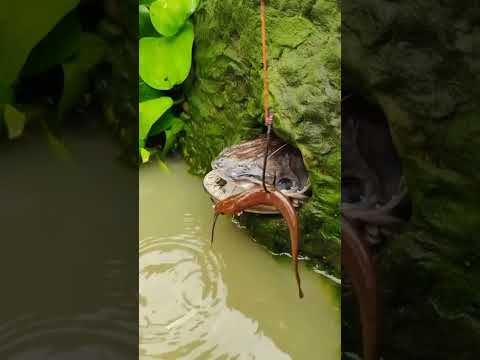 Easy and simple trick to catch fish in the hole. #fishing #rivercrab #fishingtips #fish #fyp