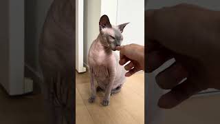 今日はおとなしい猫スルタン【スフィンクス】