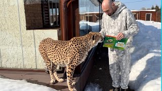 Герда радуется новым возможностям! Мы нашли способ оградить гепарда от несч?