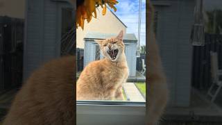 He Won't Leave Them Alone 😂