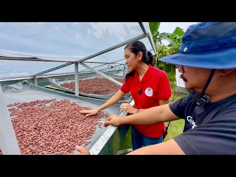 10 Million na Kita SA Dried Beans Cacao Palang + Chocolate pa + Iba pang Harvest sa Farm!